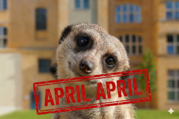 Aprischerz - Erdmännchen am Campus Wilhelminenhof (KI-generiert)