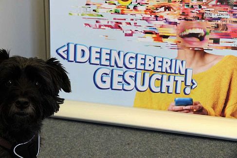 Bürohund Benji