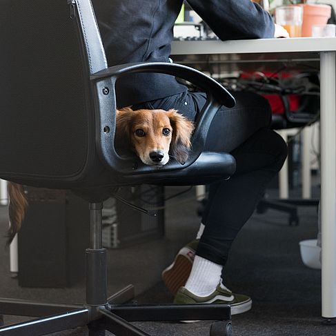 Auf einem Bürostuhl liegt der Bürohund