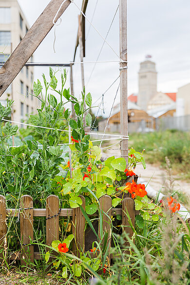 Blumen im Urban Garden © HTW Berlin/Nikolas Fahlbusch