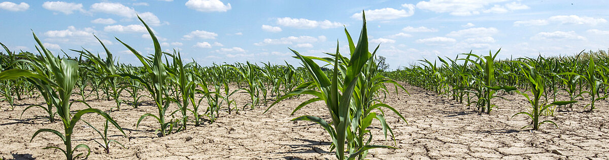 Trockenheit in Deutschland © iStock:Taglass