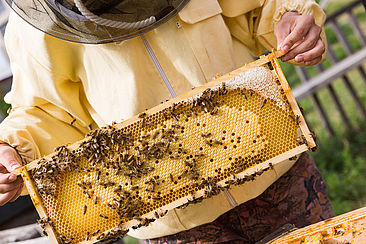 Bienenwaben auf dem Campus Wilhelminenhof © HTW Berlin/Nikolas Fahlbusch Bienenwaben auf dem Campus Wilhelminenhof