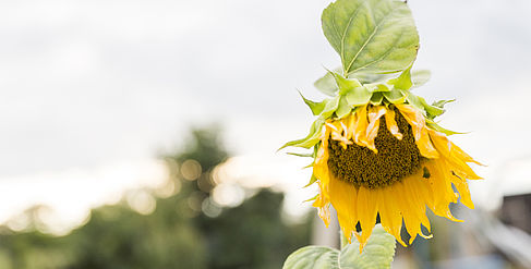 Sonnenblume im Urban Garden auf dem Campus Wilhelminennhof