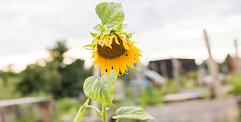 Sonnenblume im "urban garden" am Campus WilhelminenhofSonnenblume