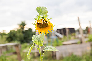 Sonnenblume im Urban Garden © HTW Berlin/Nikolas Fahlbusch