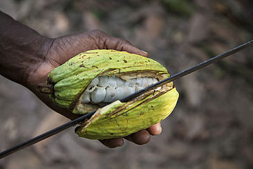 Eine Kakaoschote wird mit einem Messer aufgeschnitten.